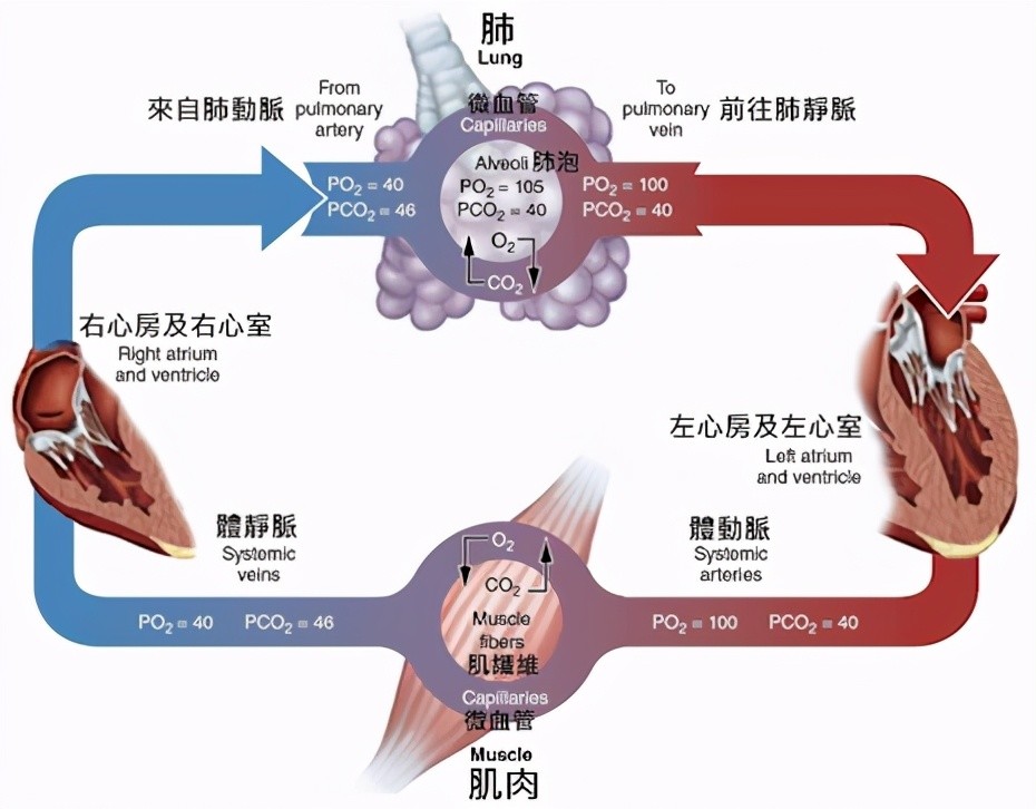 心三聯(lián)與呼三聯(lián)最新版，探索心臟與呼吸領(lǐng)域的創(chuàng)新技術(shù)